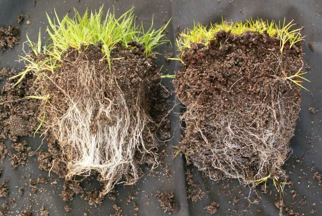 Link: gras geënt met Mycorrhiza, rechts zonder